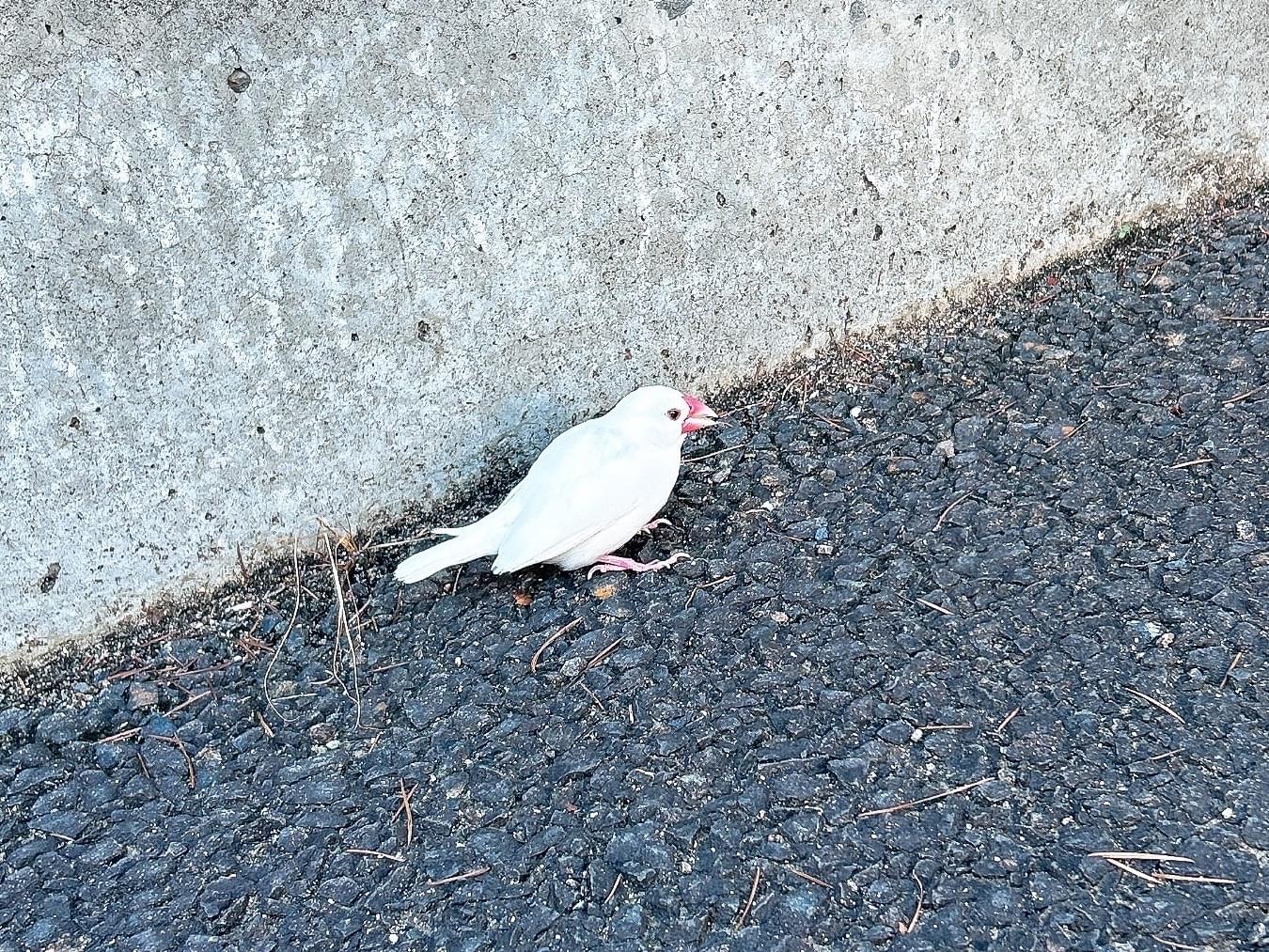 目撃された鳥 目撃された鳥