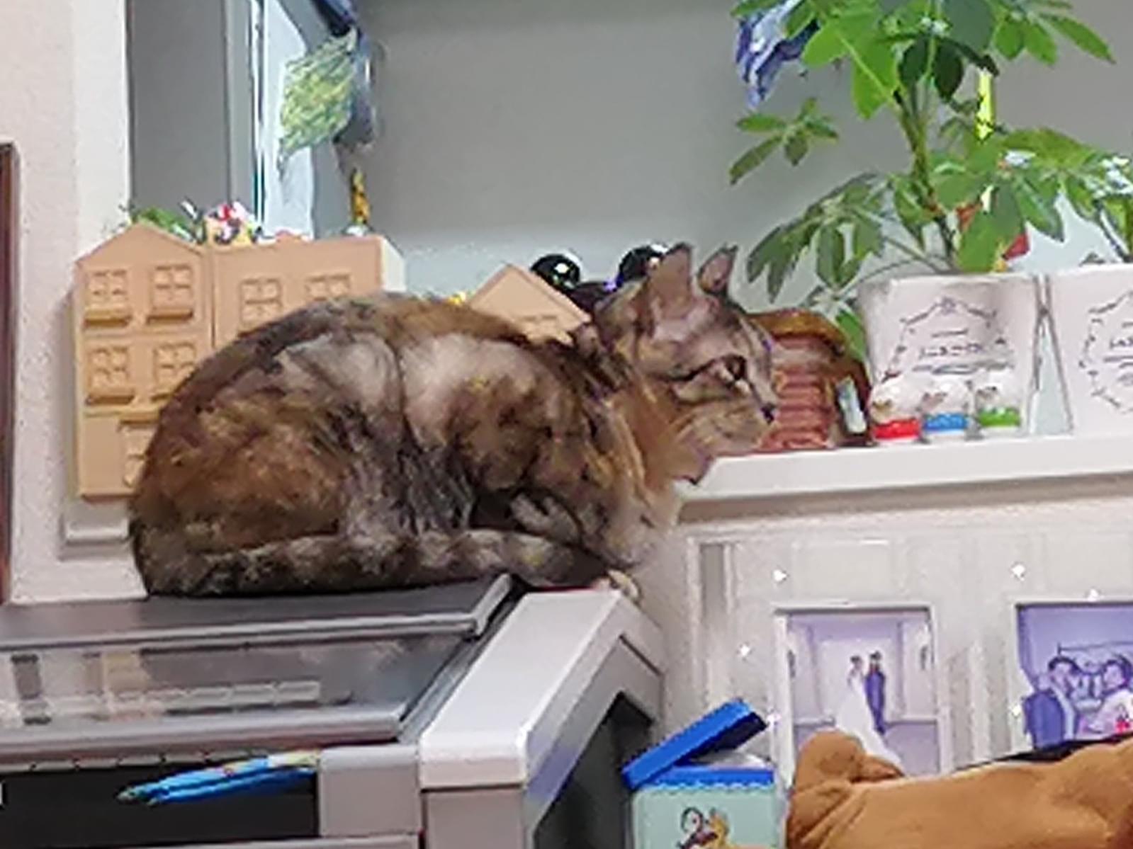 サビちゃん サビちゃん