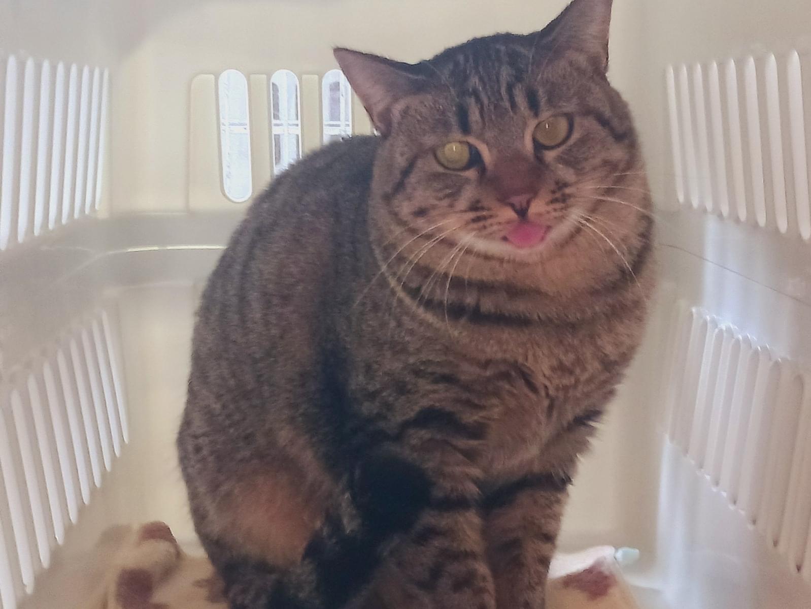 はなちゃん はなちゃん