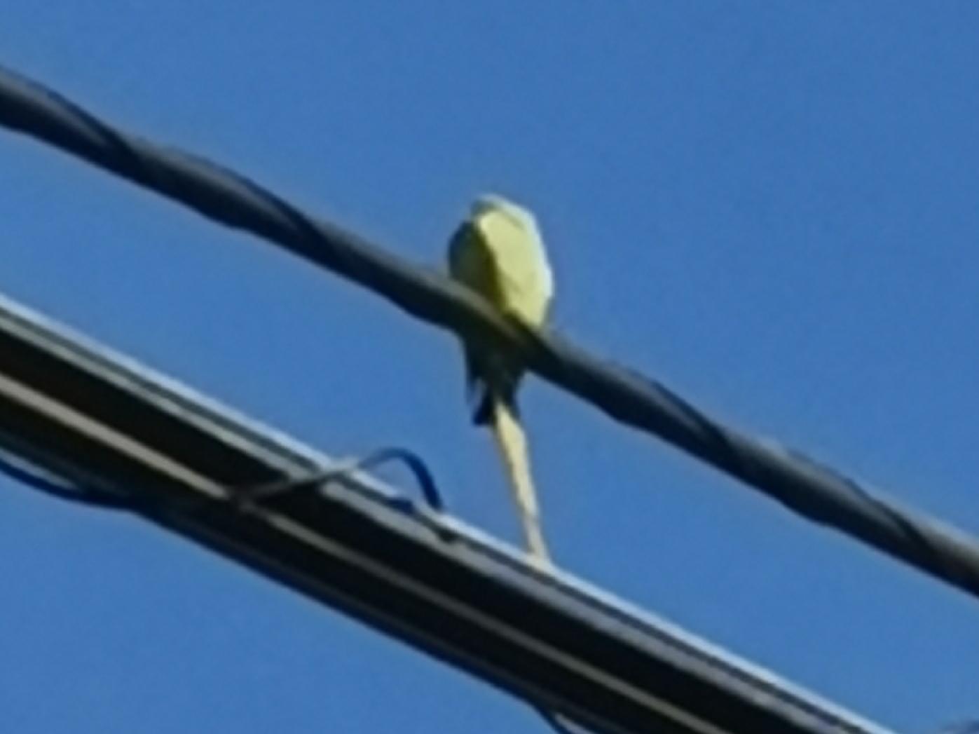 目撃された鳥 目撃された鳥