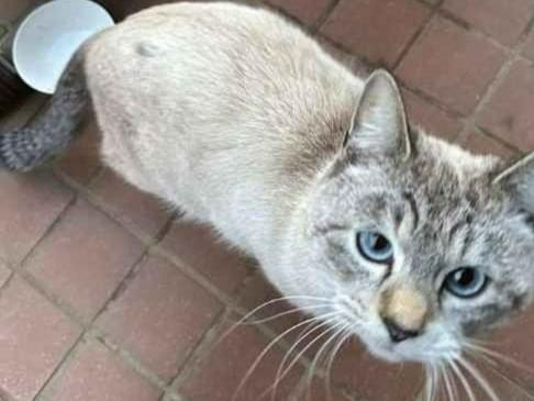 保護された猫 保護された猫
