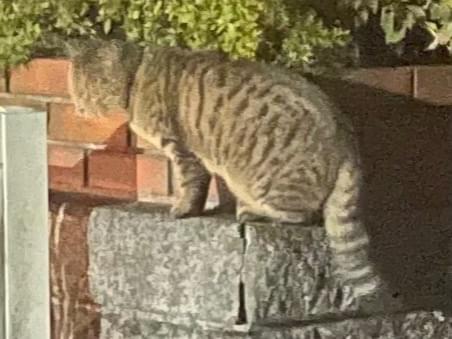 目撃された猫 目撃された猫