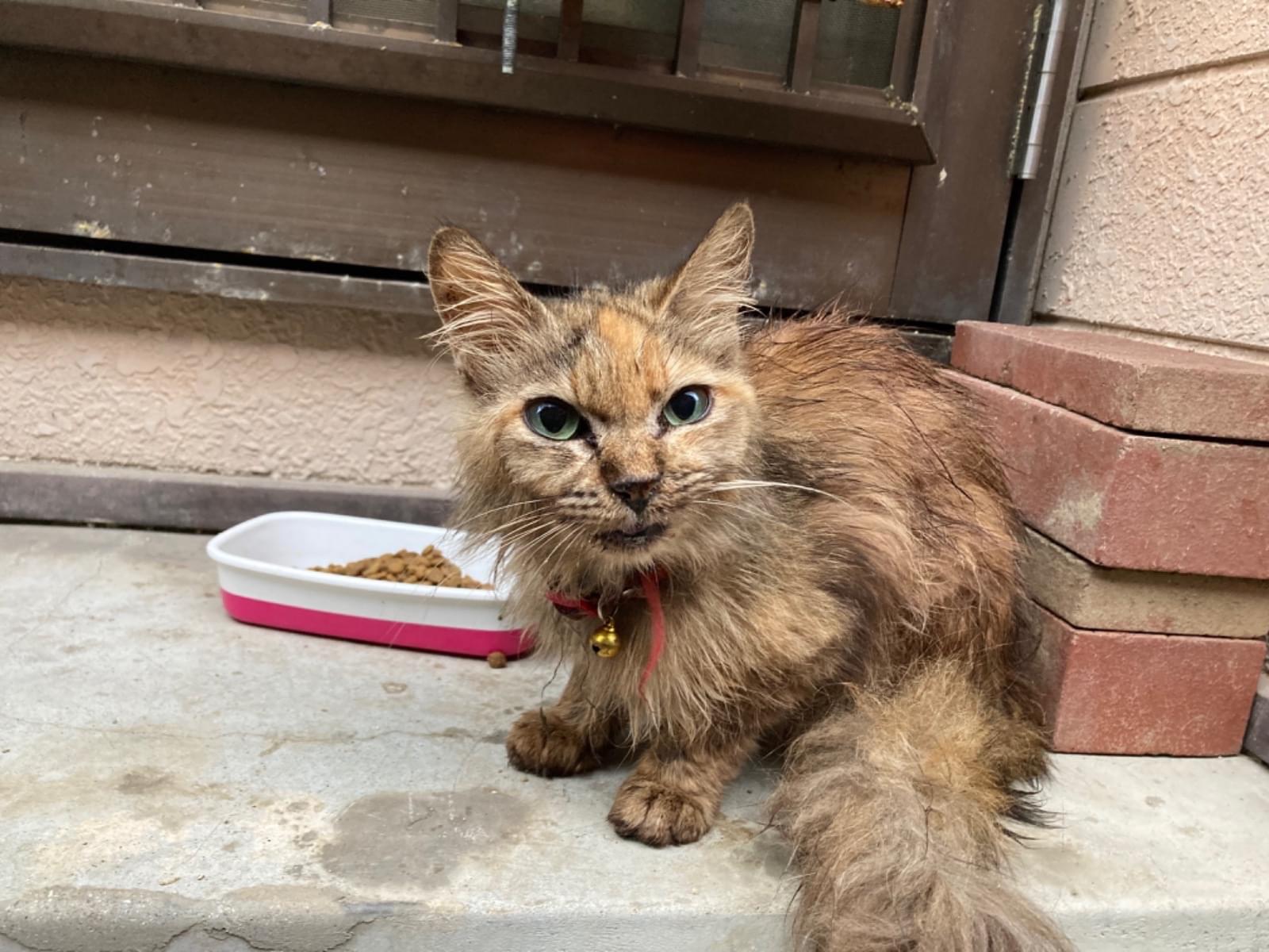 目撃された猫 目撃された猫