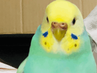 チビちゃん チビちゃん