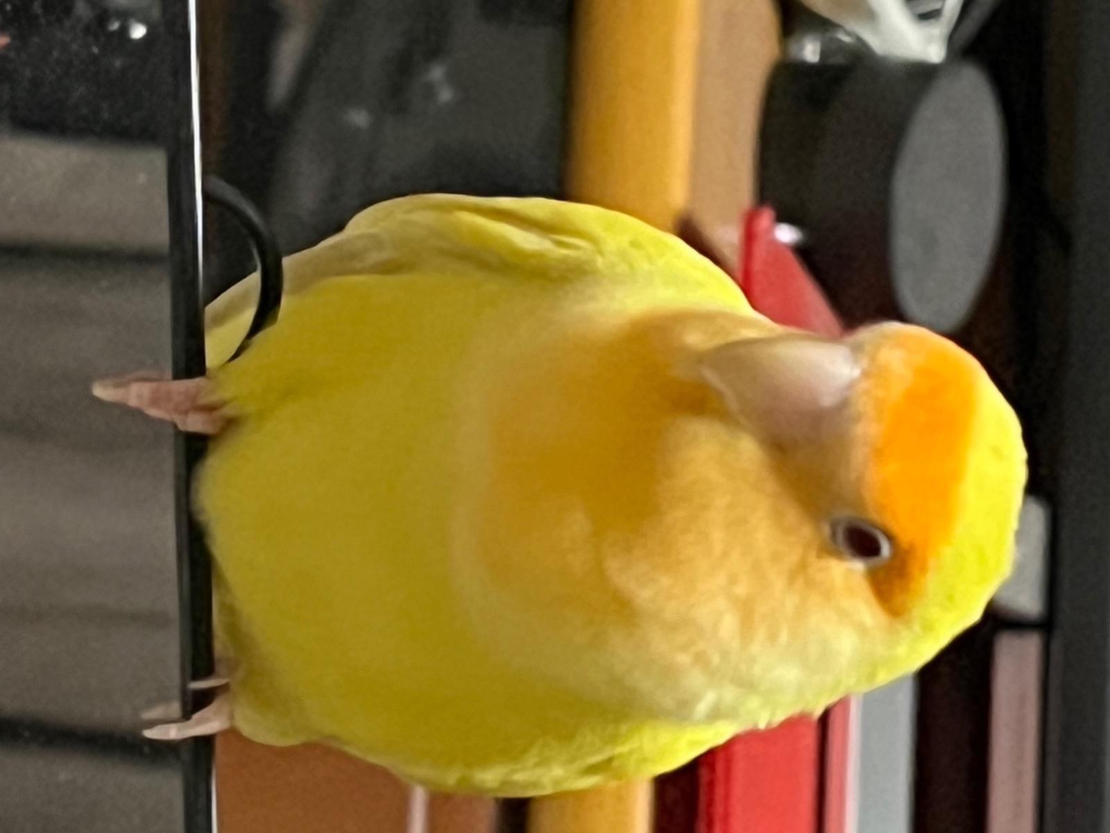エースちゃん