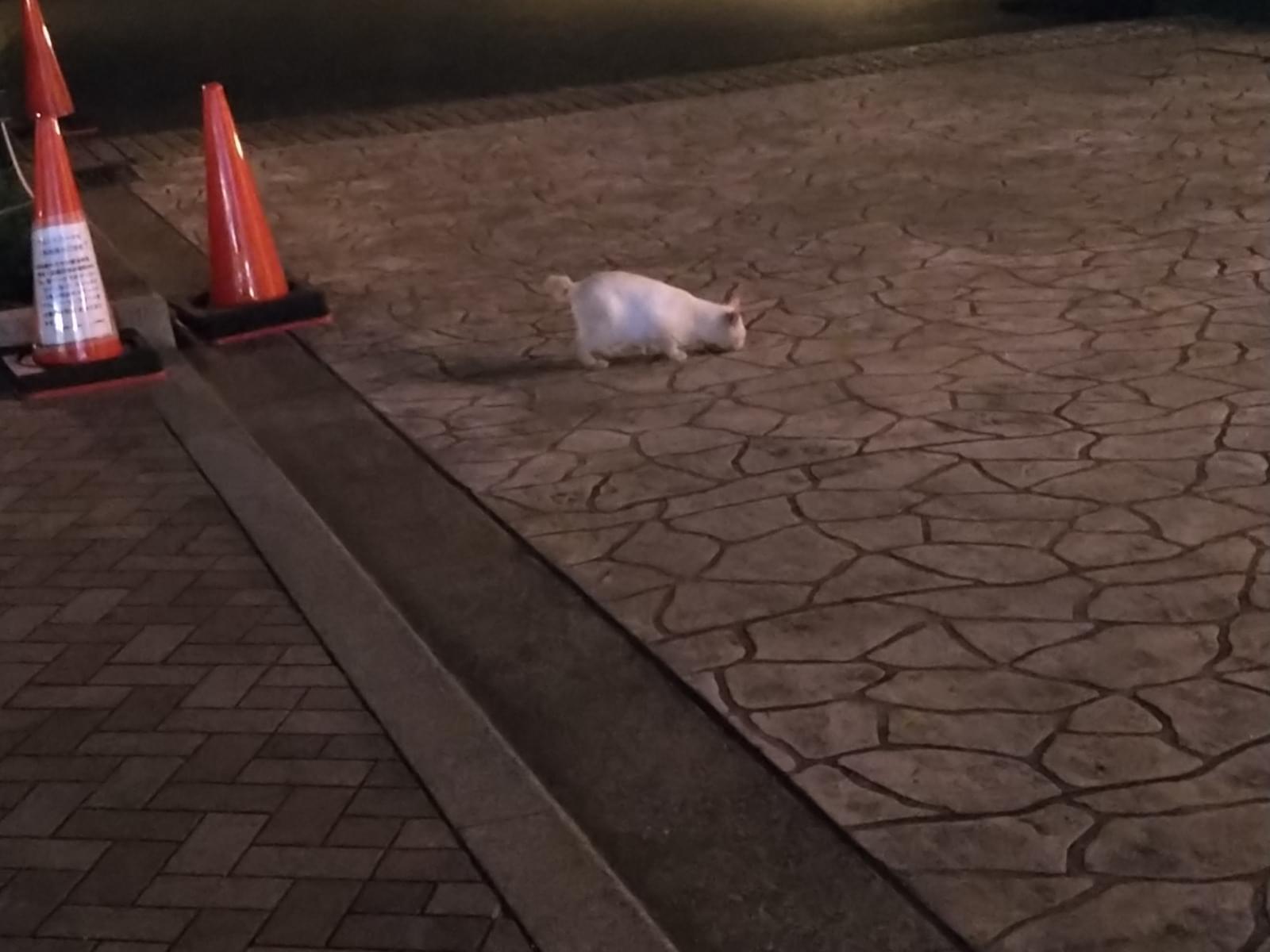 目撃された猫 目撃された猫