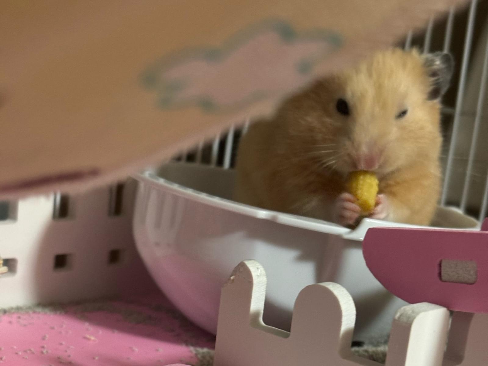 クリちゃん クリちゃん