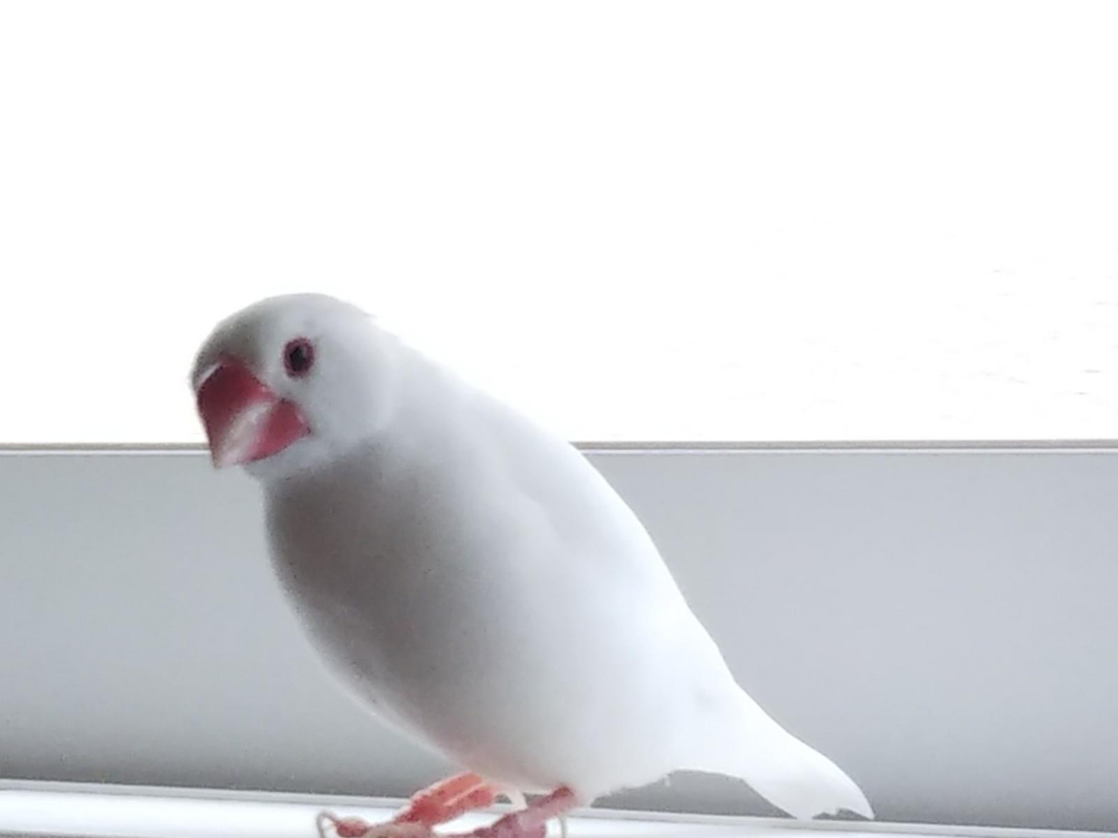 保護された鳥 保護された鳥