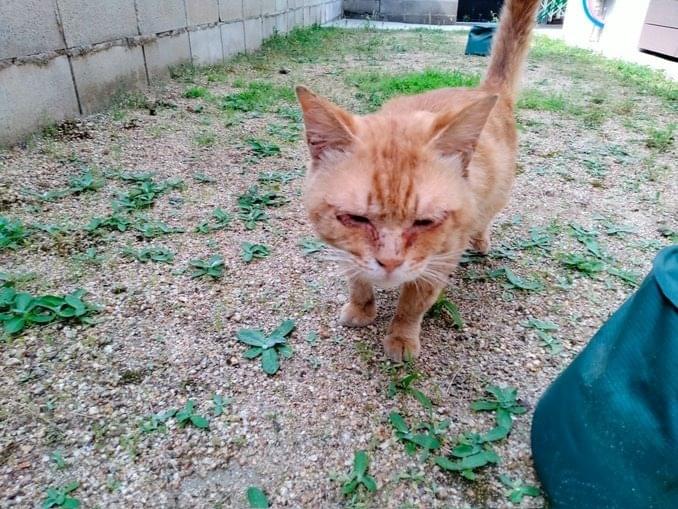 保護された猫 保護された猫