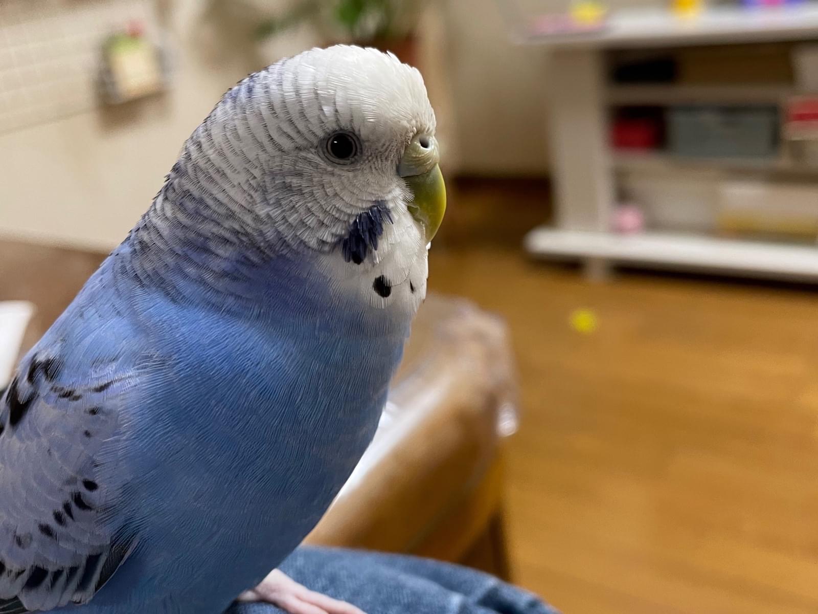 ごまちゃん ごまちゃん