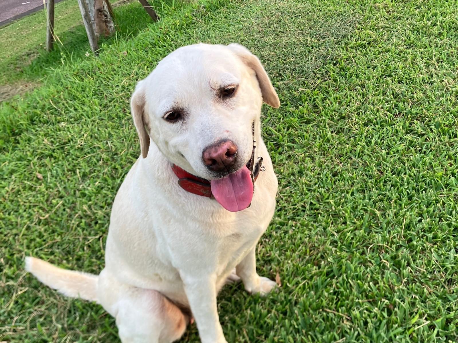 目撃された犬 目撃された犬