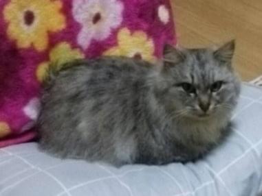 シュシュちゃん シュシュちゃん