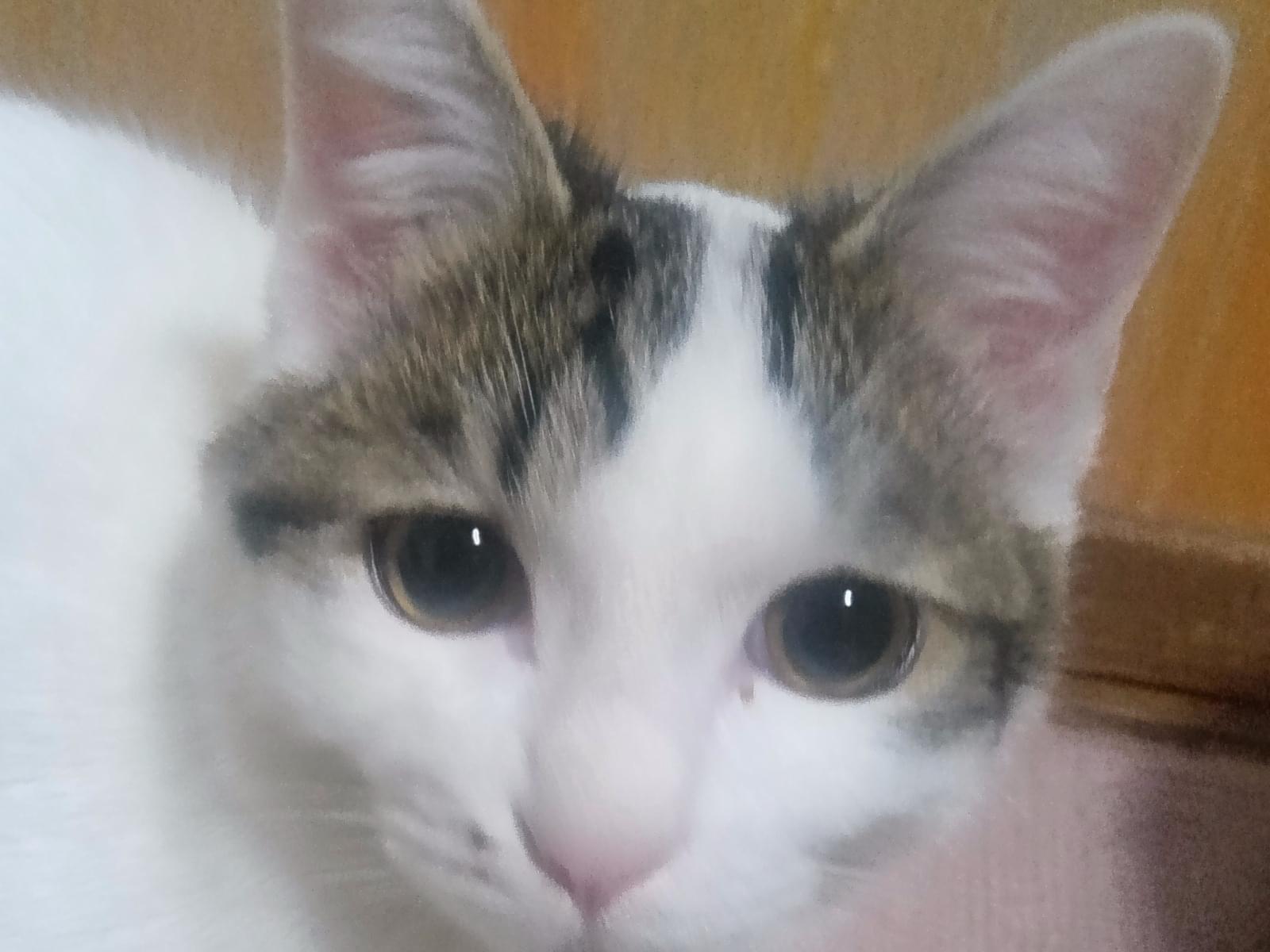 ナナちゃん ナナちゃん