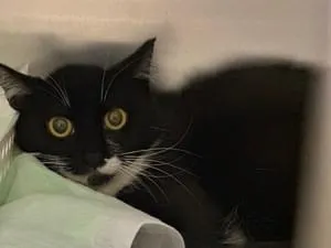 黒猫 保護黒猫 ロコちゃん on X: 