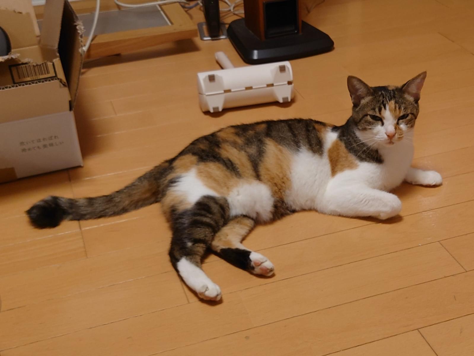はなちゃん はなちゃん