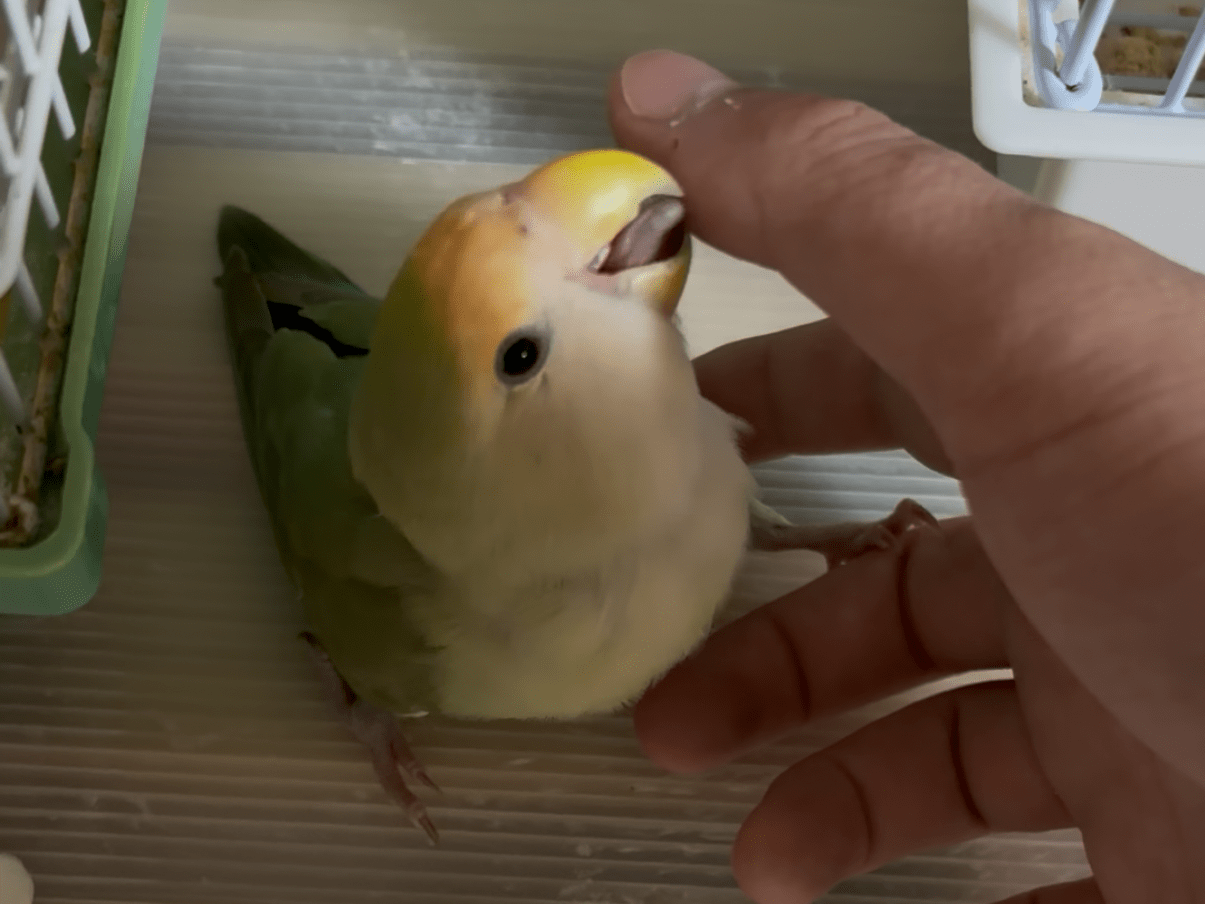 リンちゃん リンちゃん