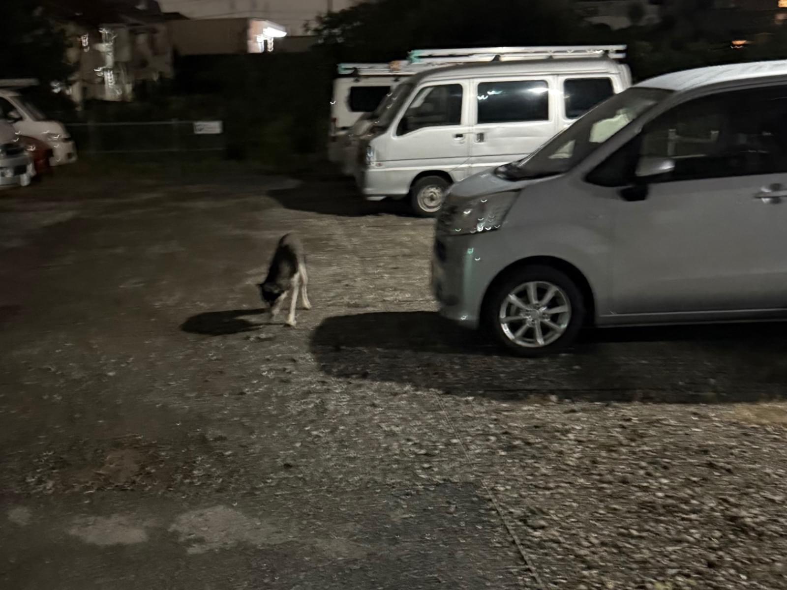 目撃された犬 目撃された犬