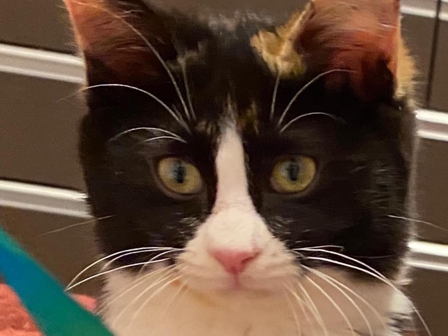 保護された猫 保護された猫