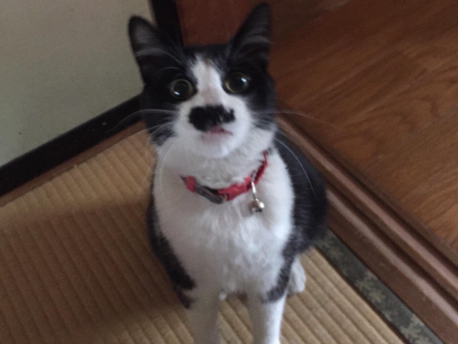 あんこちゃん あんこちゃん