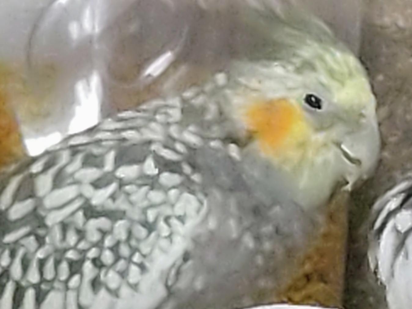 ぱるちゃん ぱるちゃん