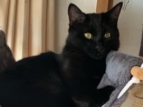 目の上がハゲてる黒猫を探してます