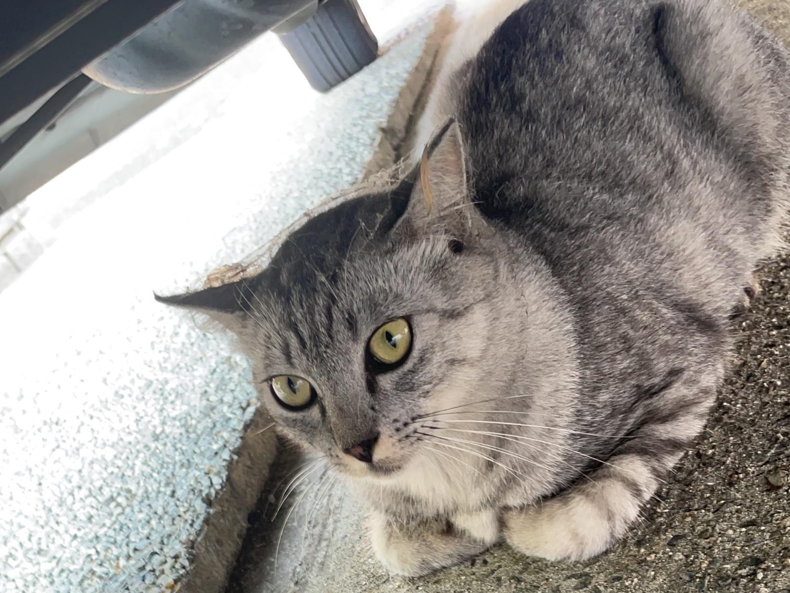 目撃された猫 目撃された猫