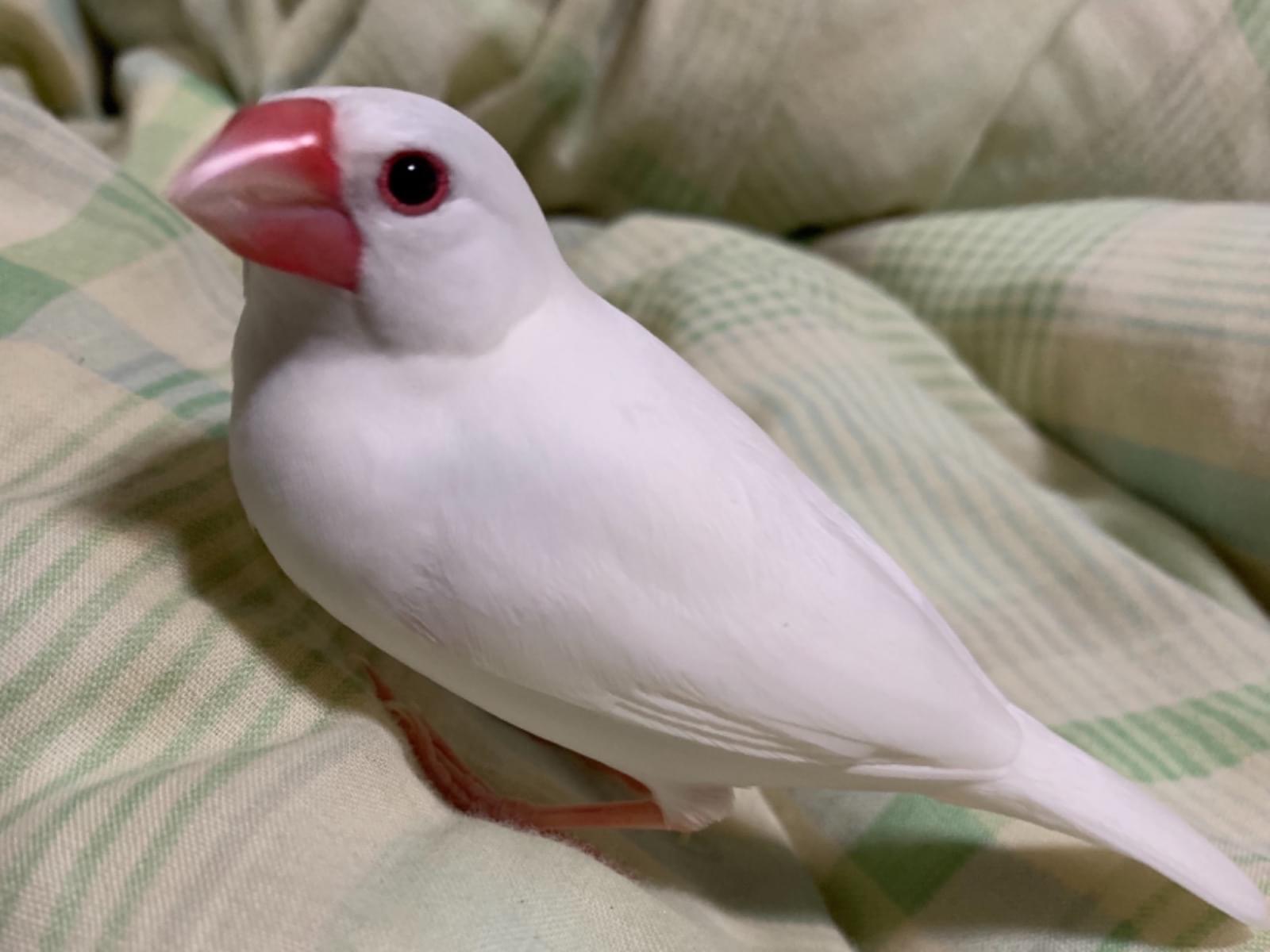 ぴーちゃん ぴーちゃん