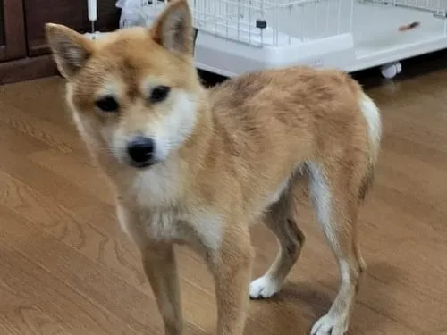 豆柴を探しています