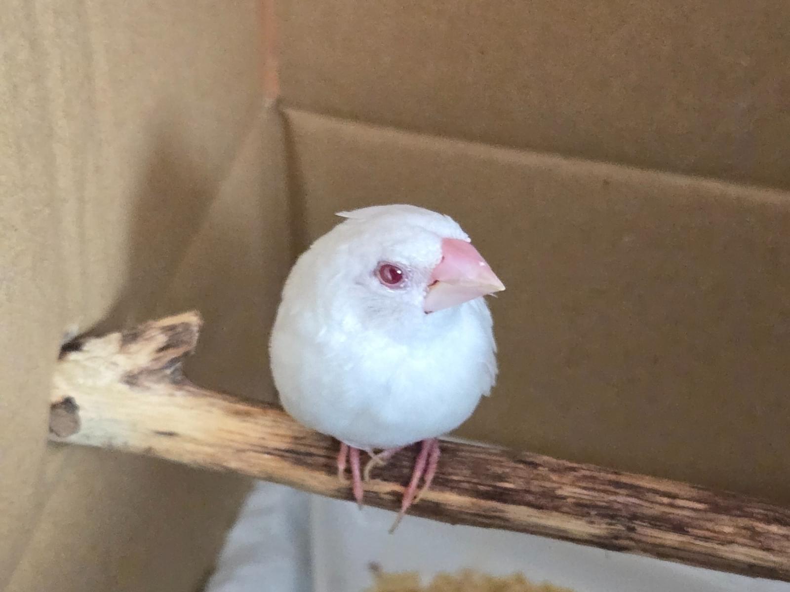 保護された鳥