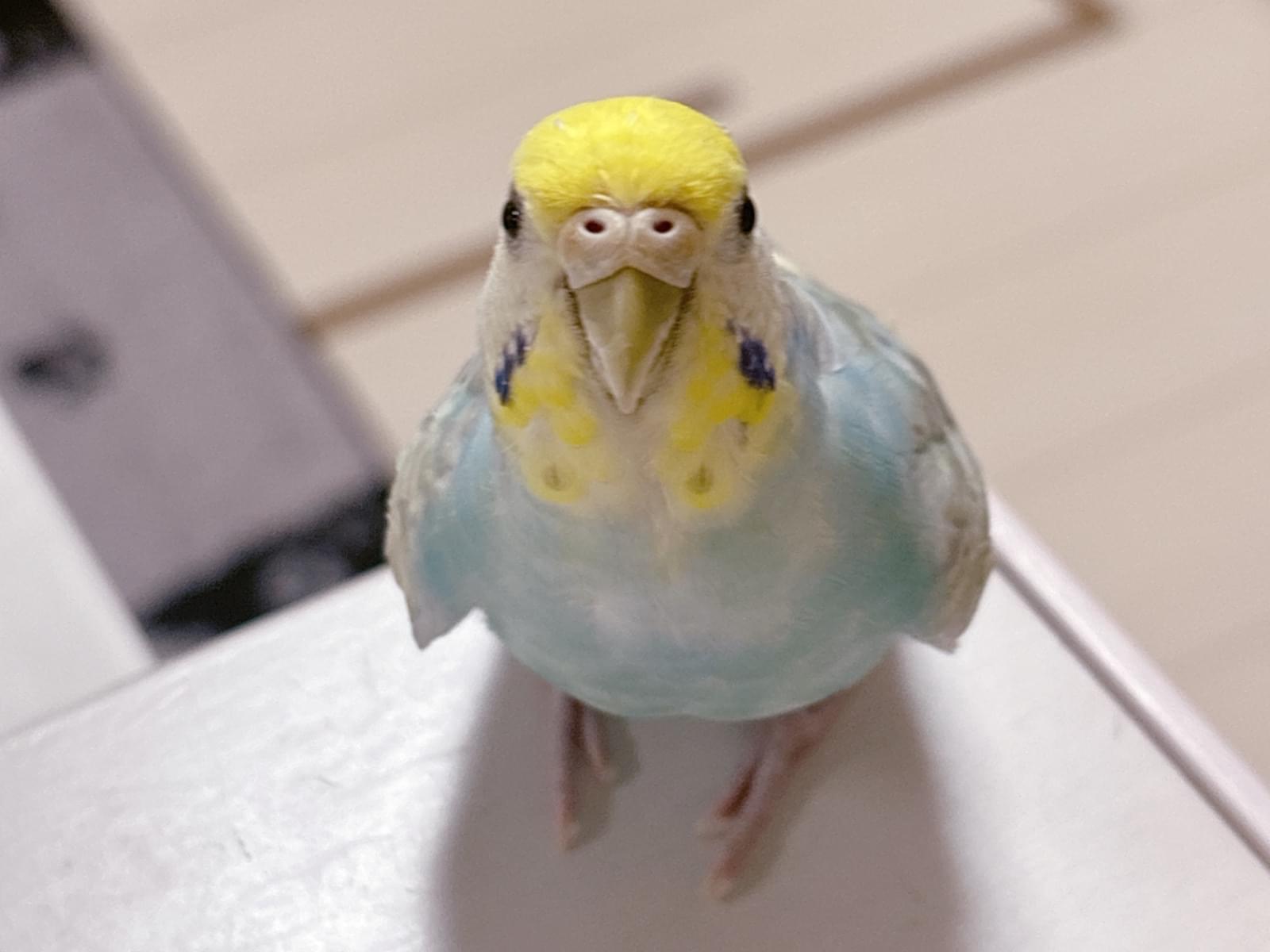 ぴぴちゃん
