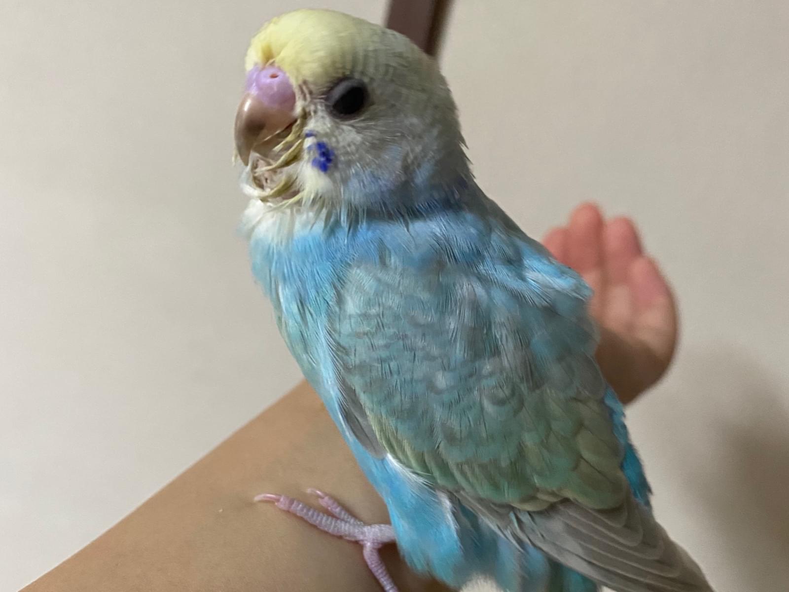 くうちゃん くうちゃん