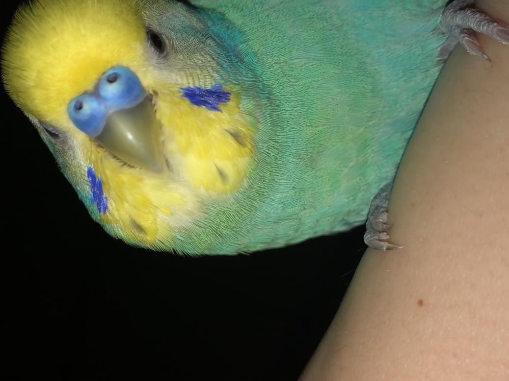 みっちーちゃん みっちーちゃん