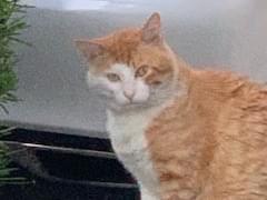目撃された猫 目撃された猫