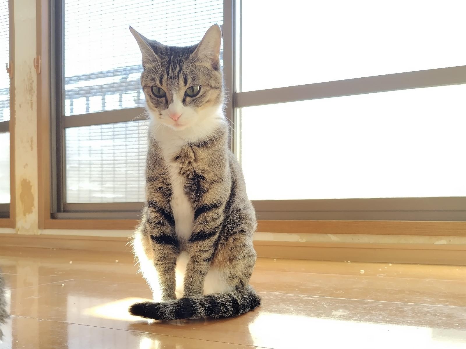 ここなちゃん ここなちゃん