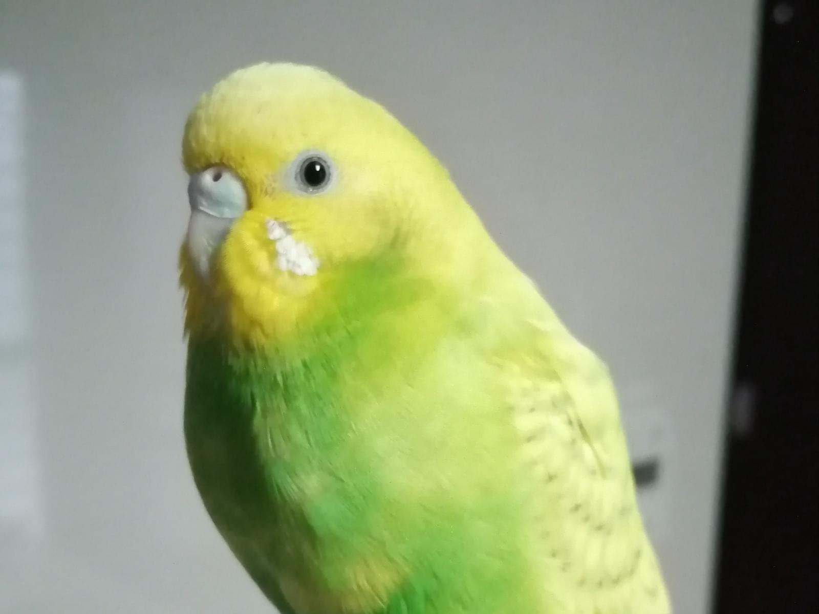 若葉ちゃん 若葉ちゃん
