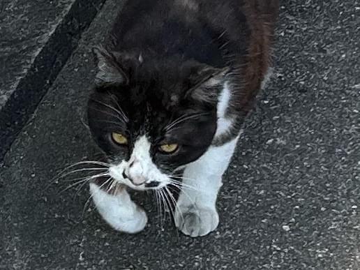 目撃された猫 目撃された猫