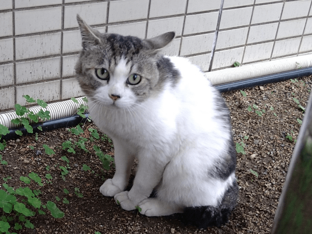 目撃された猫 目撃された猫