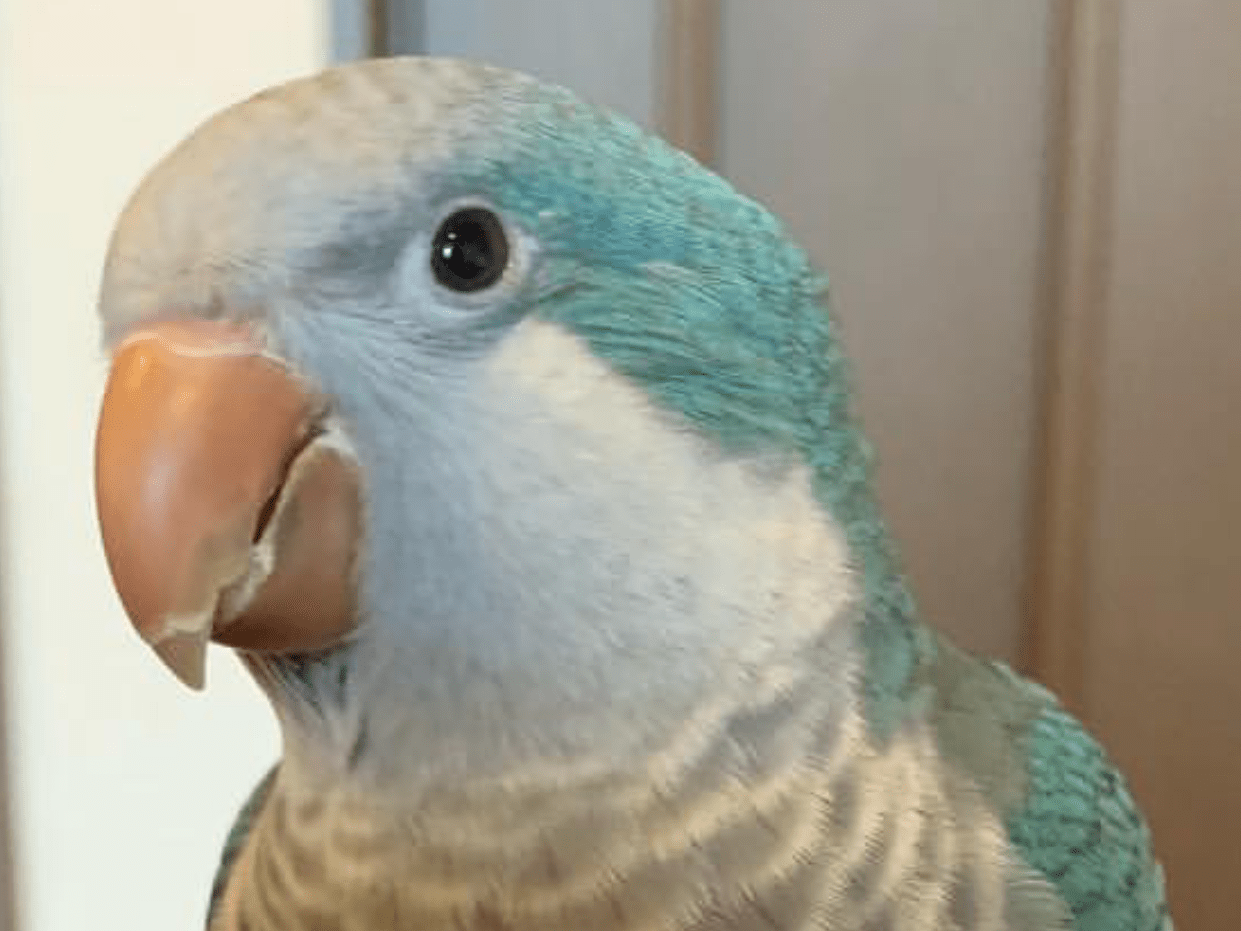 そらちゃん そらちゃん