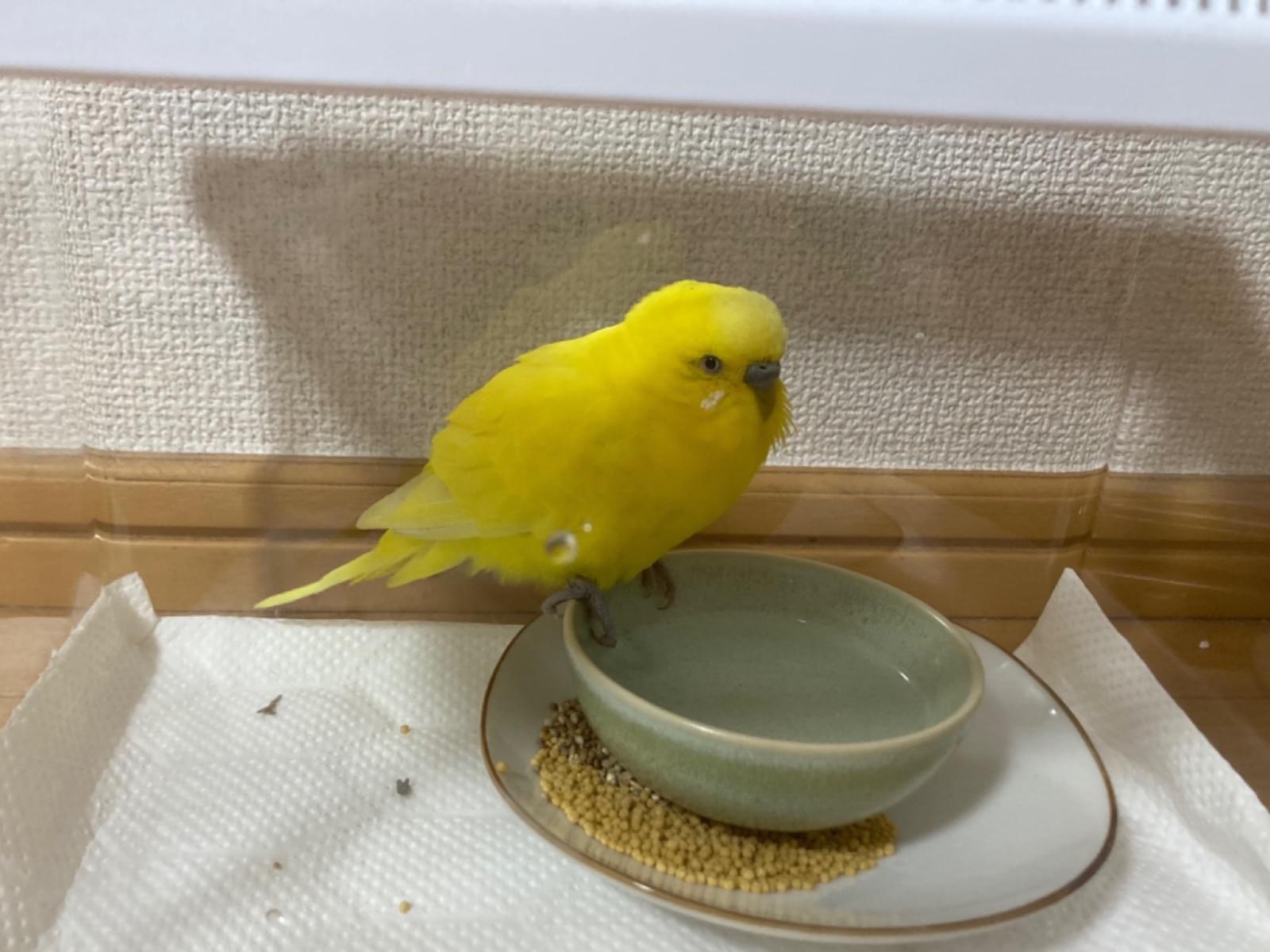 保護された鳥 保護された鳥