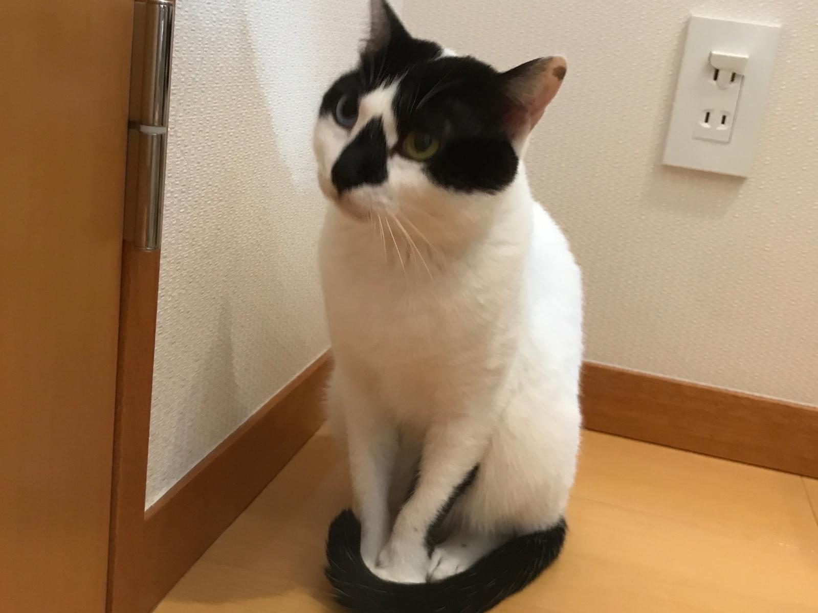 ちろてんちゃん