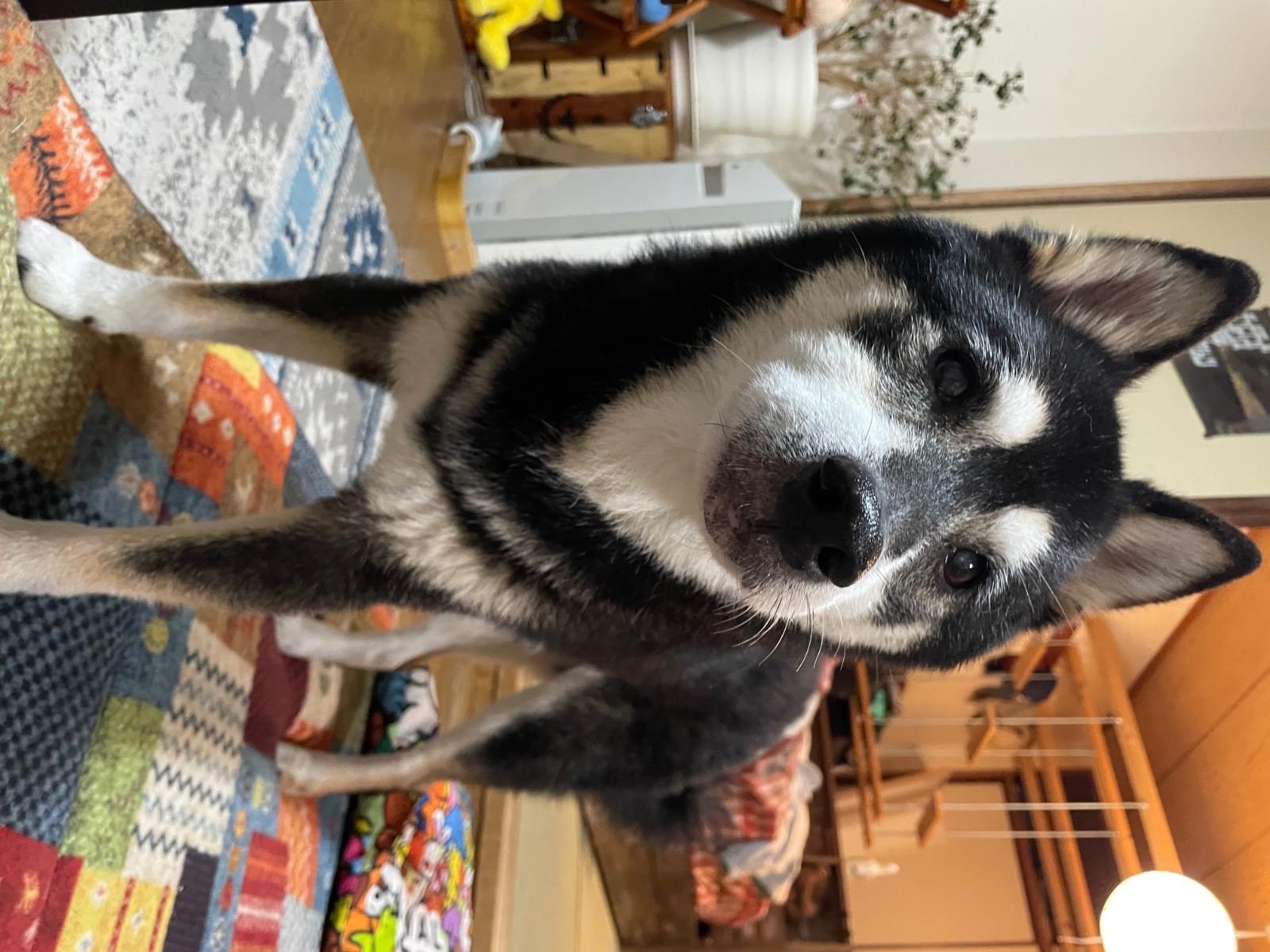 五郎ちゃん 五郎ちゃん