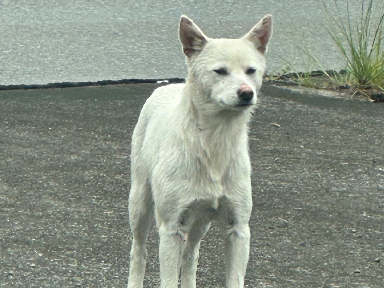 目撃された犬 目撃された犬