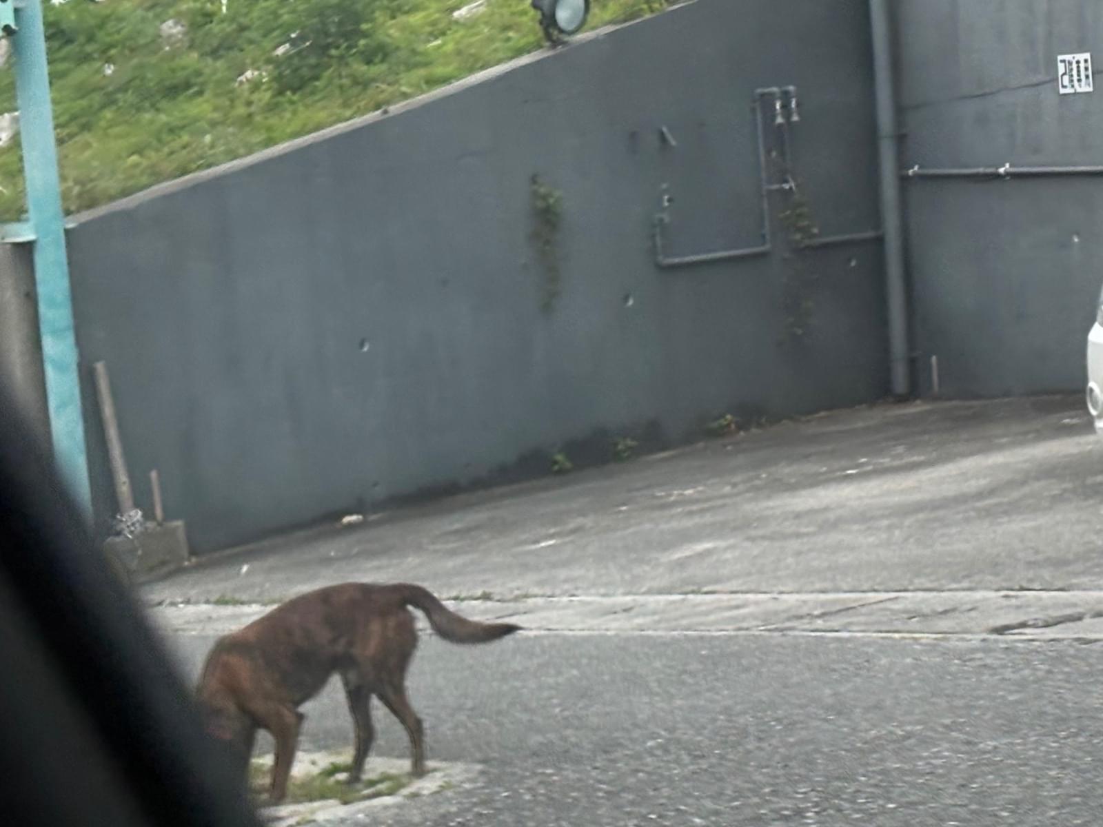 目撃された犬 目撃された犬