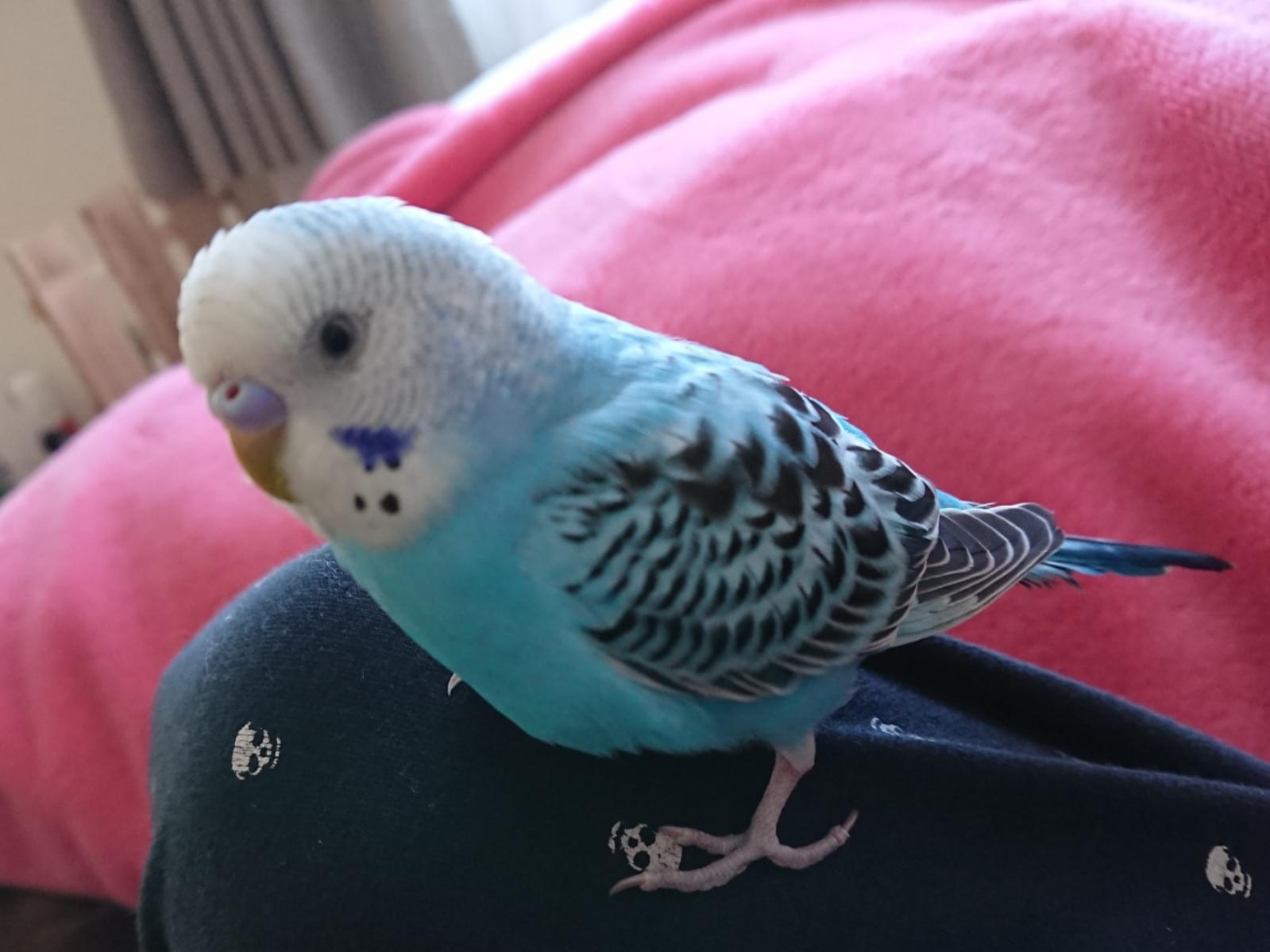 しょーぐんちゃん しょーぐんちゃん