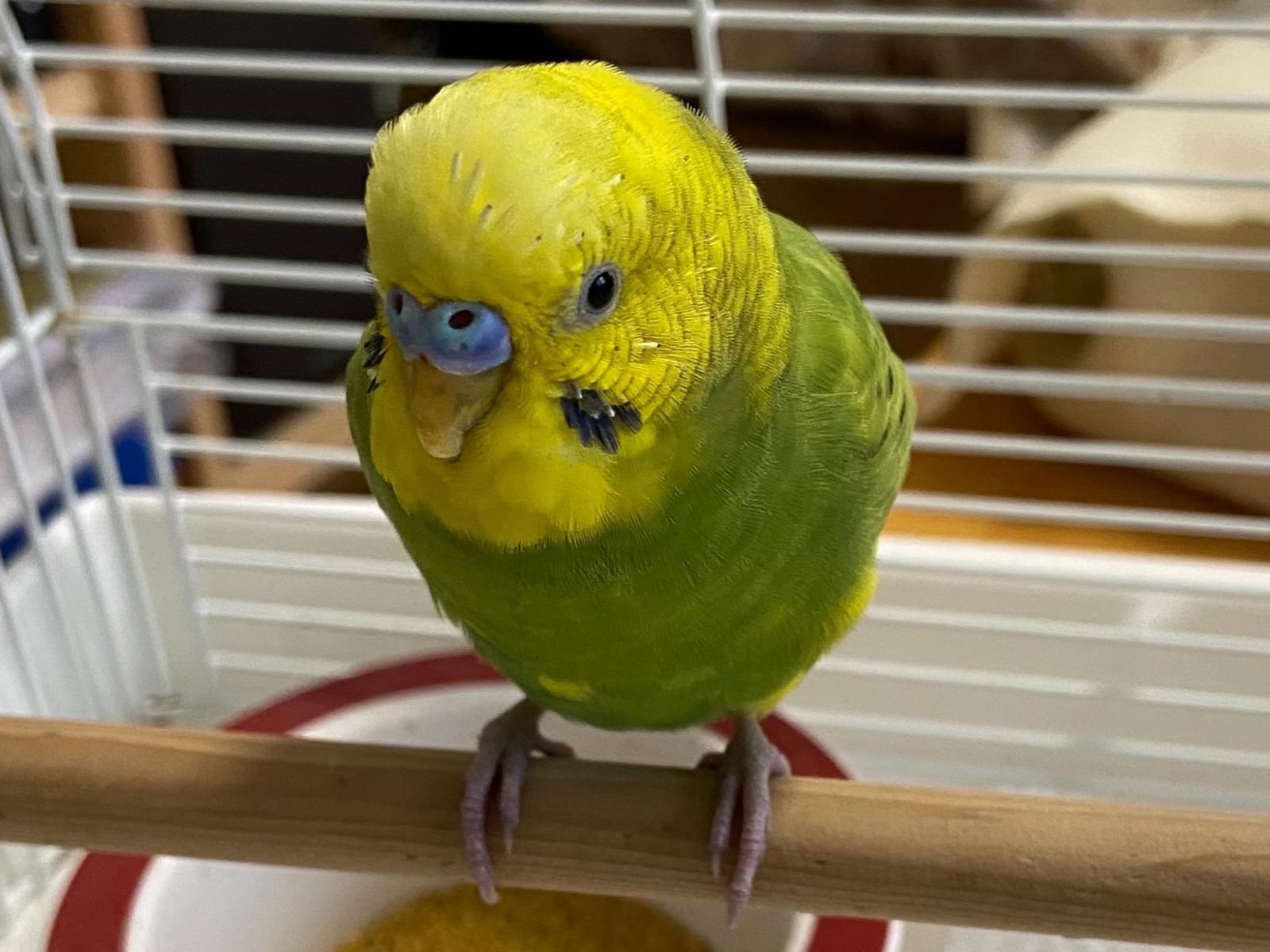 保護された鳥 保護された鳥