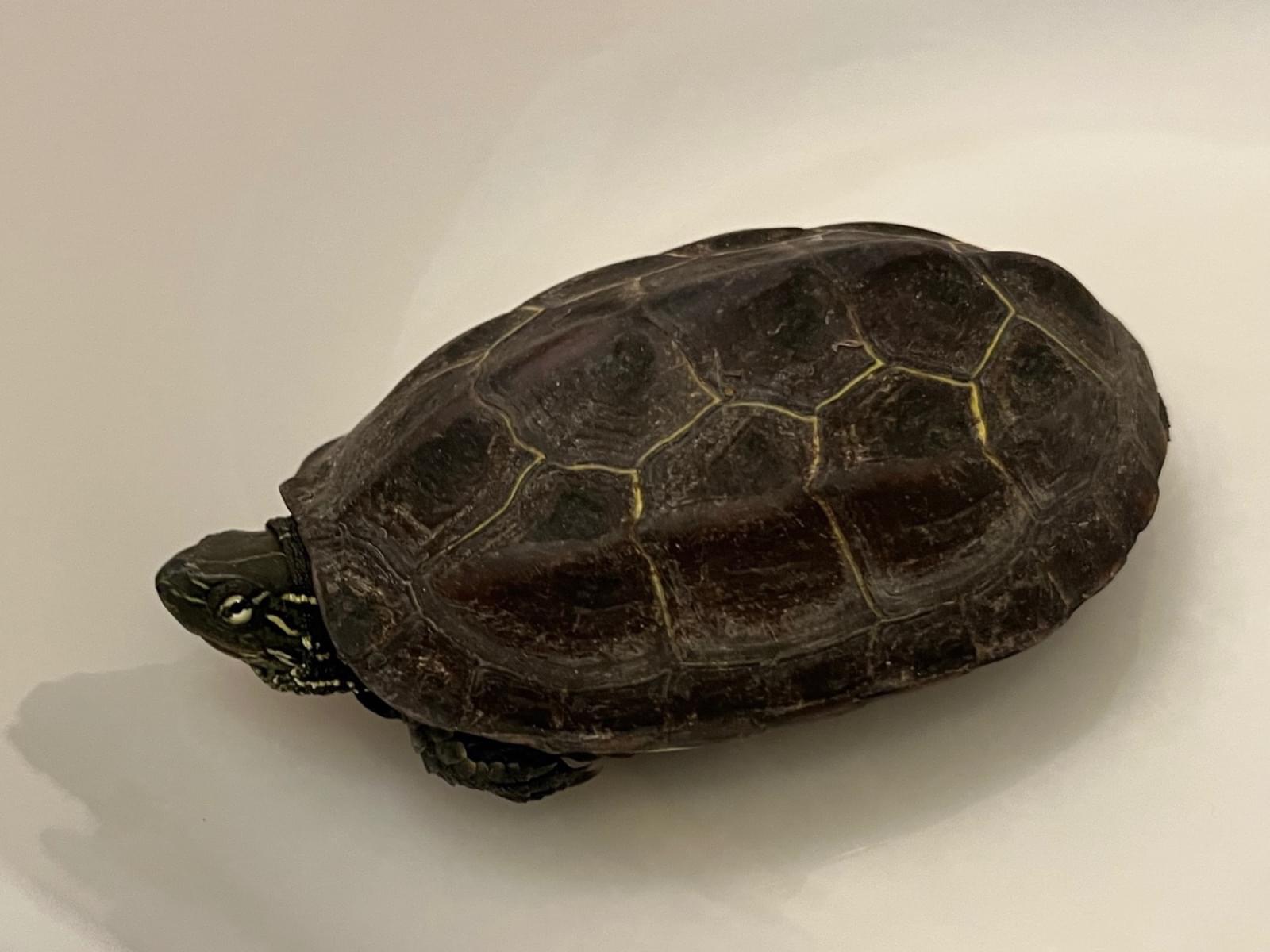 保護されたペット 保護されたペット