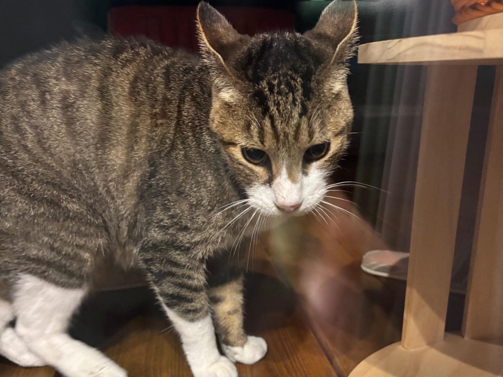 目撃された猫 目撃された猫