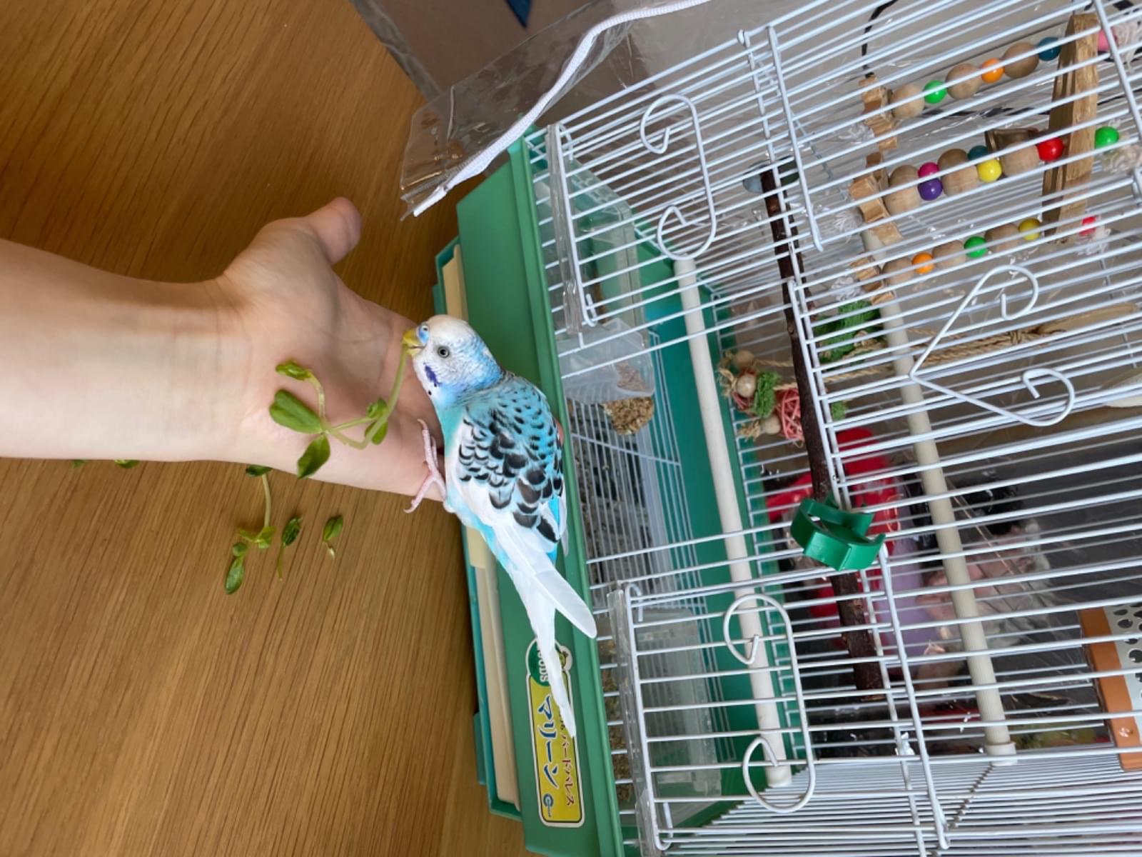 ぶるーちゃん ぶるーちゃん