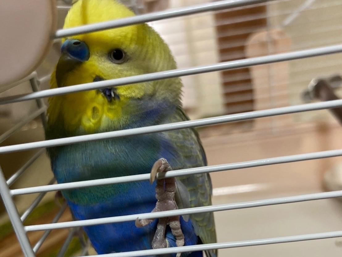 保護された鳥 保護された鳥