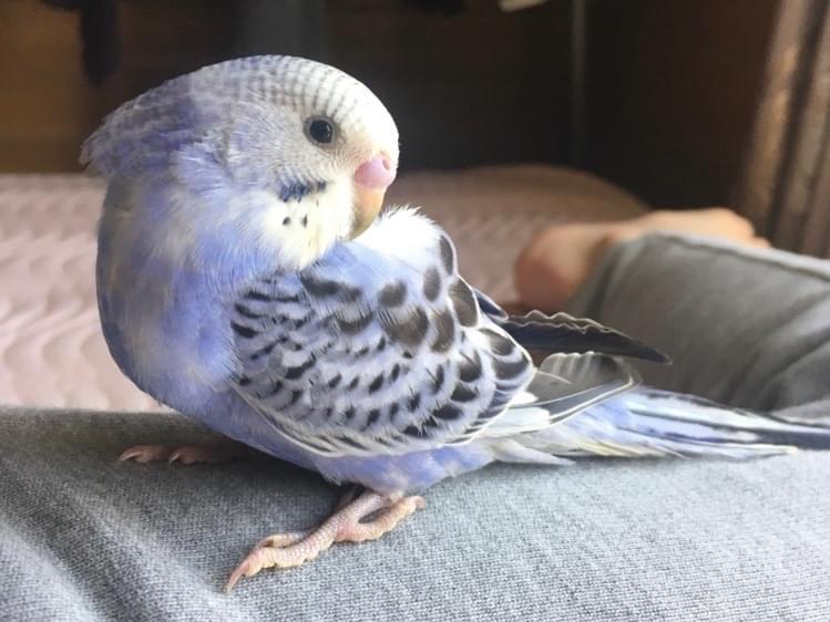 ルウちゃん ルウちゃん